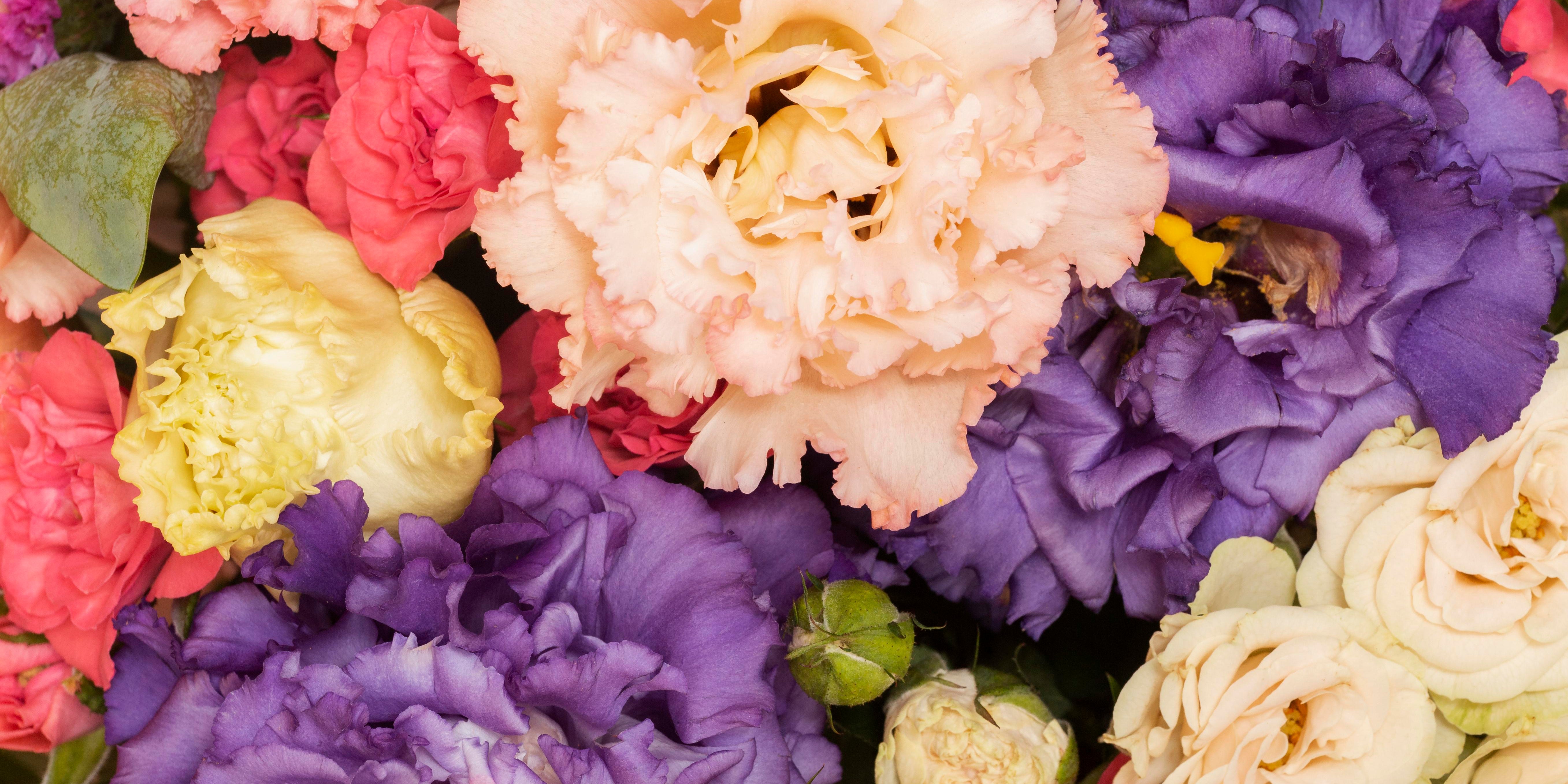 La psychologie des couleurs des fleurs : Comment influencent-elles nos émotions et notre santé ?