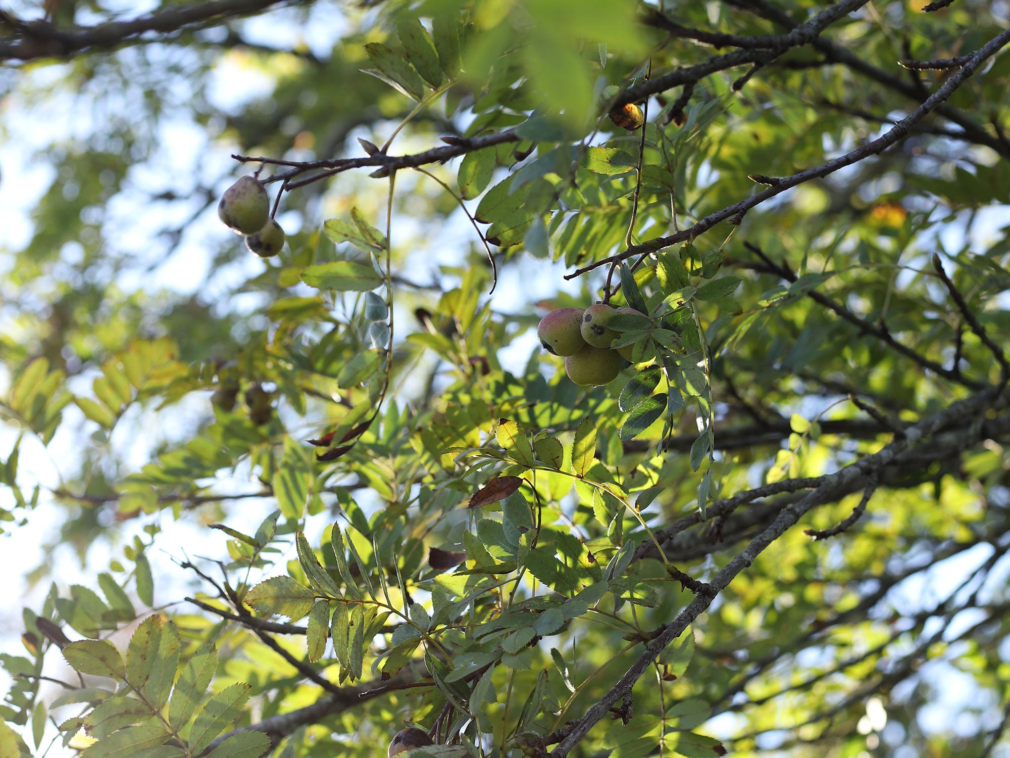 Le cormier, cet arbre rare qui nous inspire