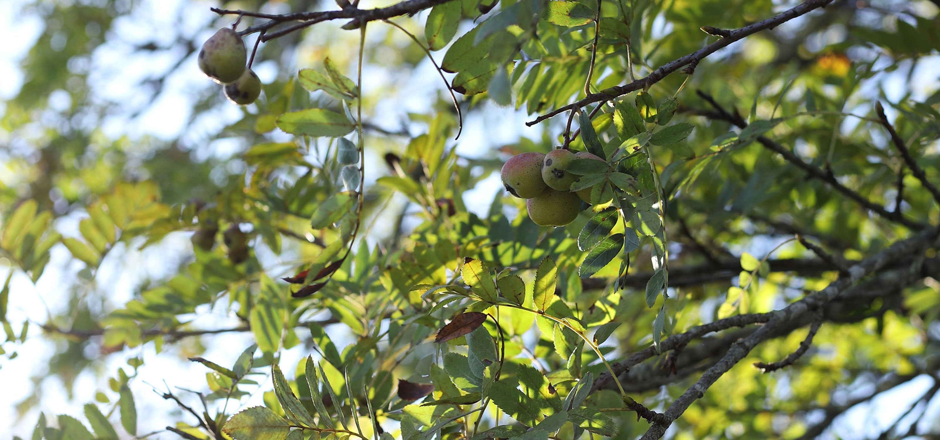 Le cormier, cet arbre rare qui nous inspire