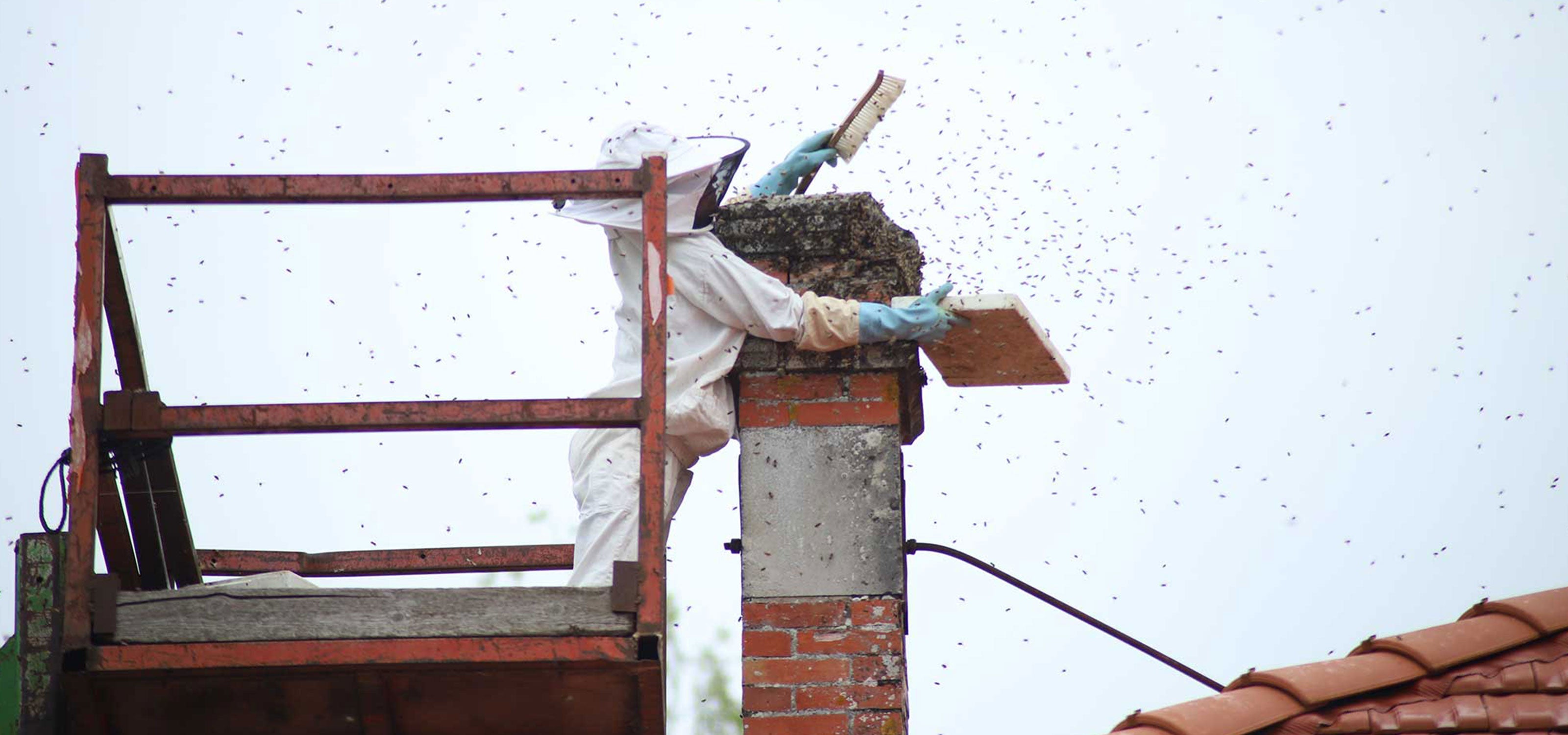 Un essaim d'abeilles dans la cheminée