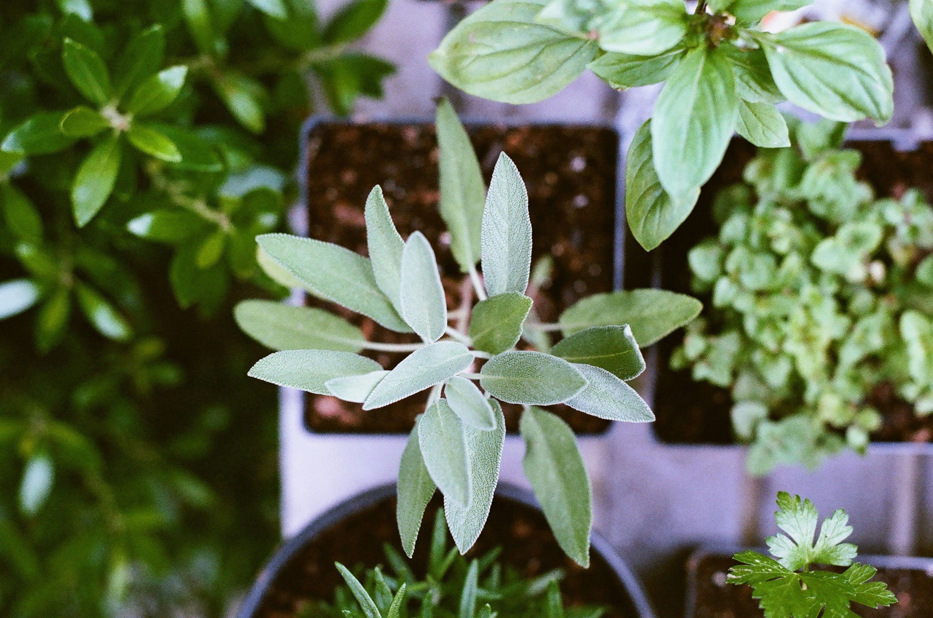 Connaissez-vous l’hortithérapie ?