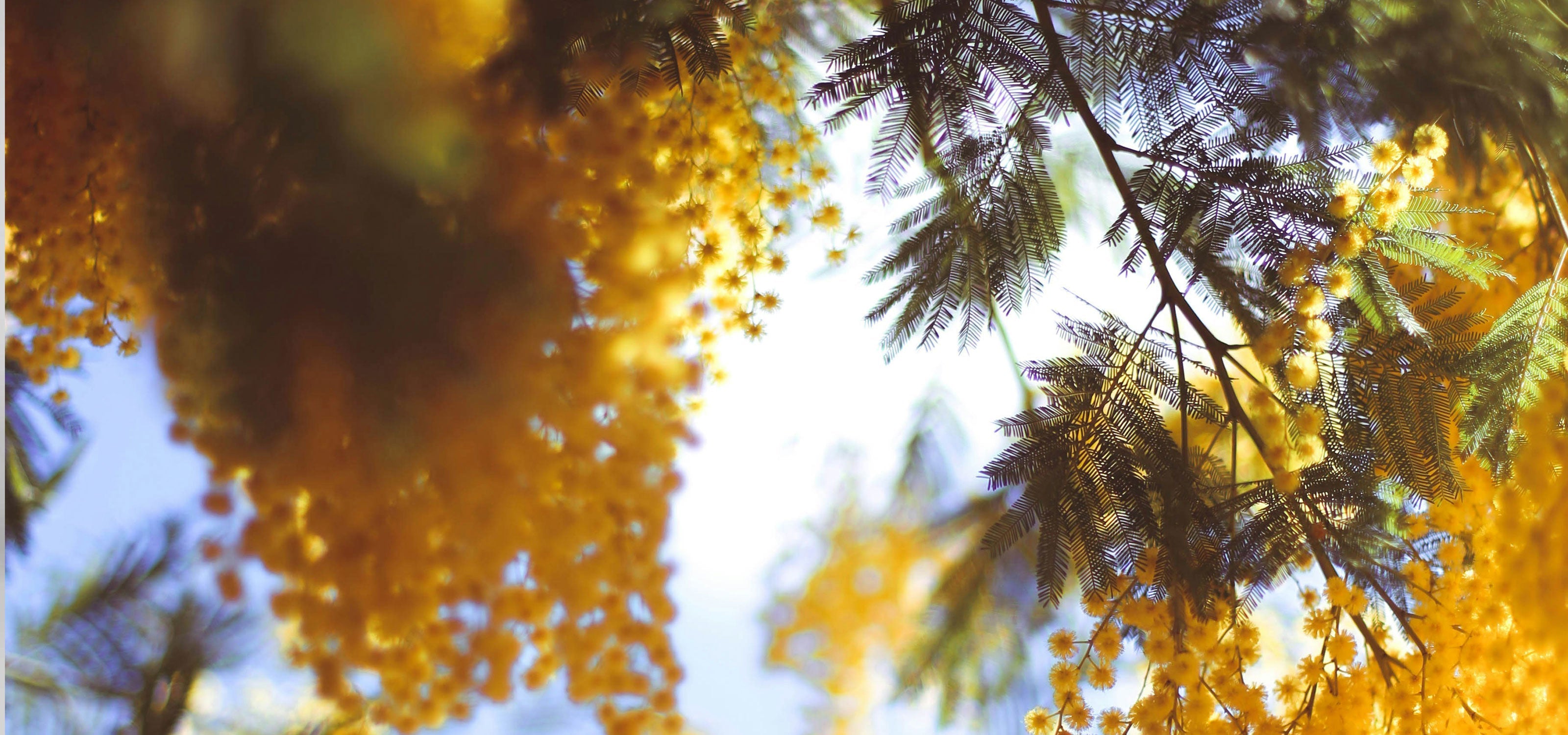 Le mois de Mars au Jardin