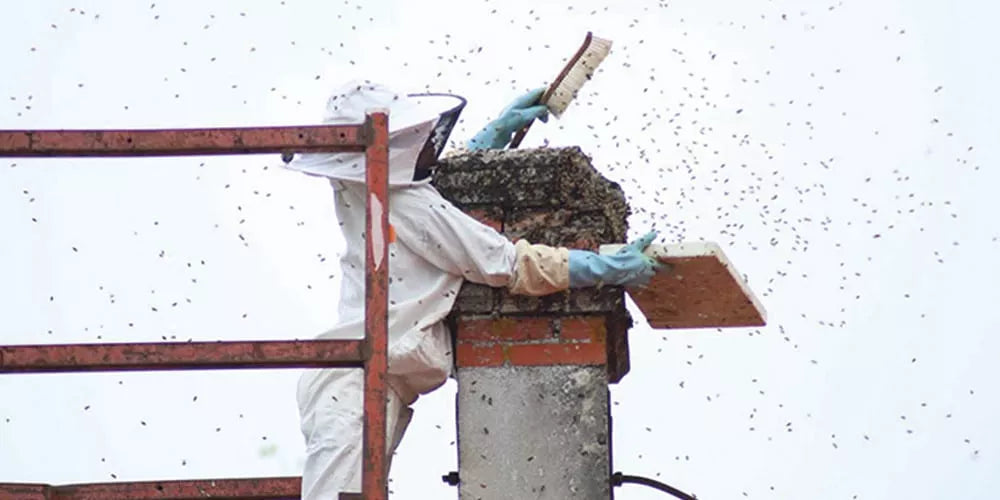 Un essaim d'abeilles dans la cheminée