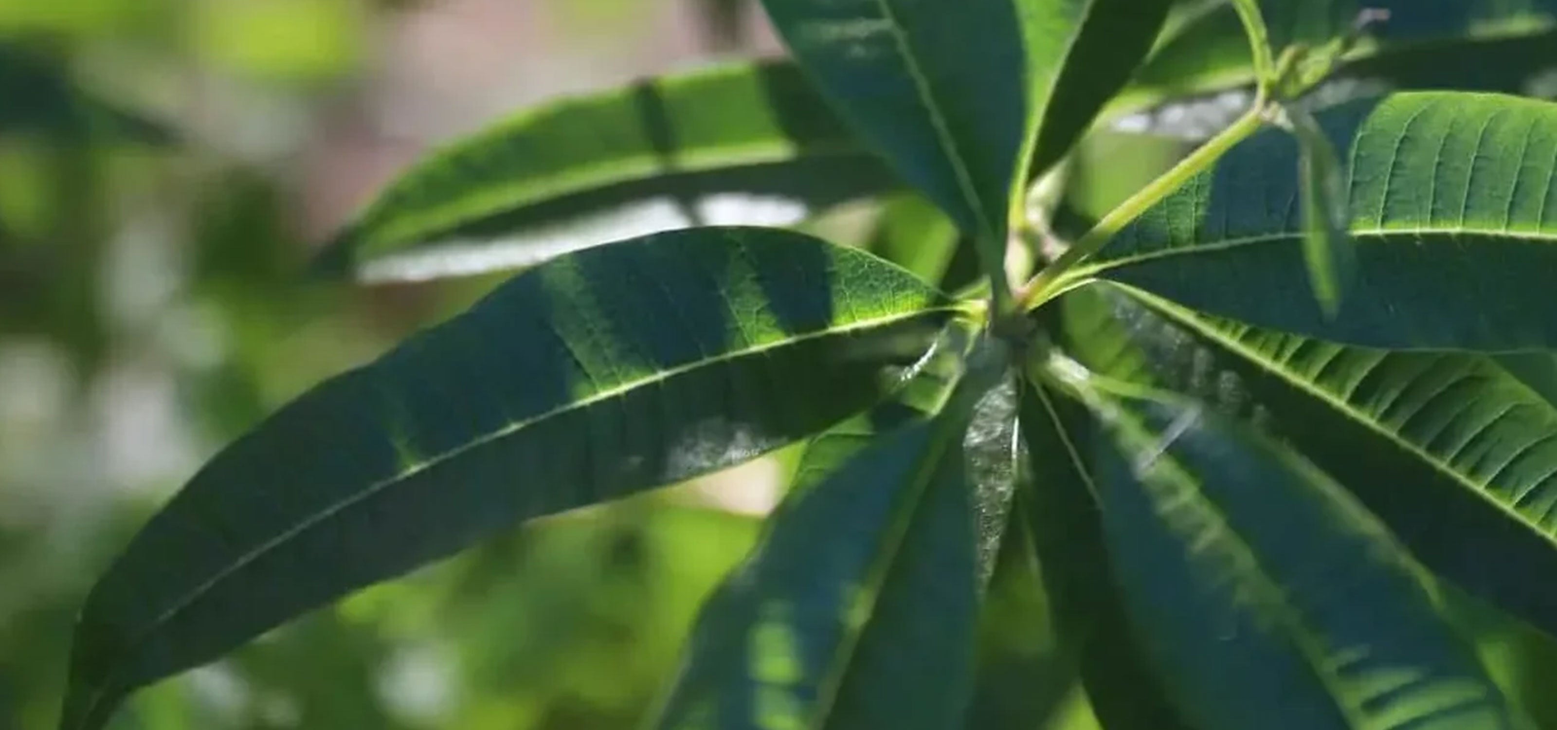 Tout savoir sur la verveine : entre voyage, magie et super-pouvoirs