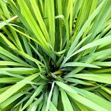 La bougie du mois de Juillet - Citronnelle Géranium