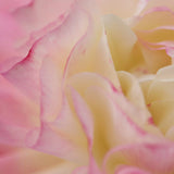 Rose du Séjour - Bougie votive - Maison Séjour